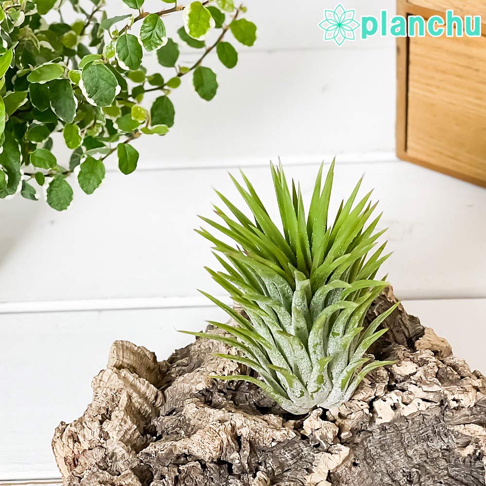 PLANCHU エアプランツ ティランジア イオナンタ ジャイアントフォーム 1株 W6×H10cm前後 育て方説明書付き Tillandsia ionantha Giant form エアープランツ チランジア