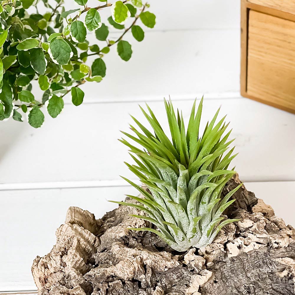PLANCHU エアプランツ ティランジア イオナンタ ジャイアントフォーム 1株 W6×H10cm前後 育て方説明書付き Tillandsia ionantha Giant form エアープランツ チランジア