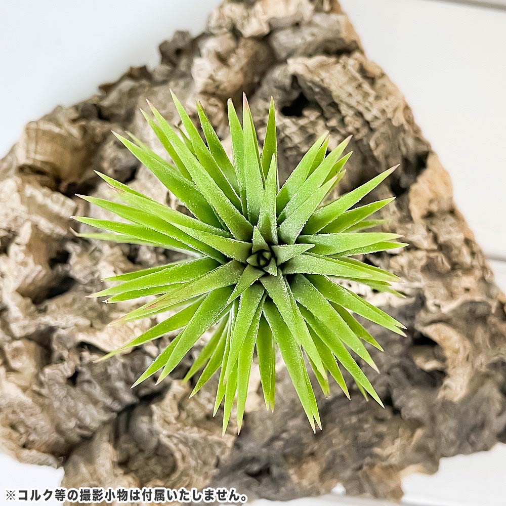 PLANCHU エアプランツ ティランジア イオナンタ ジャイアントフォーム 1株 W6×H10cm前後 育て方説明書付き Tillandsia ionantha Giant form エアープランツ チランジア