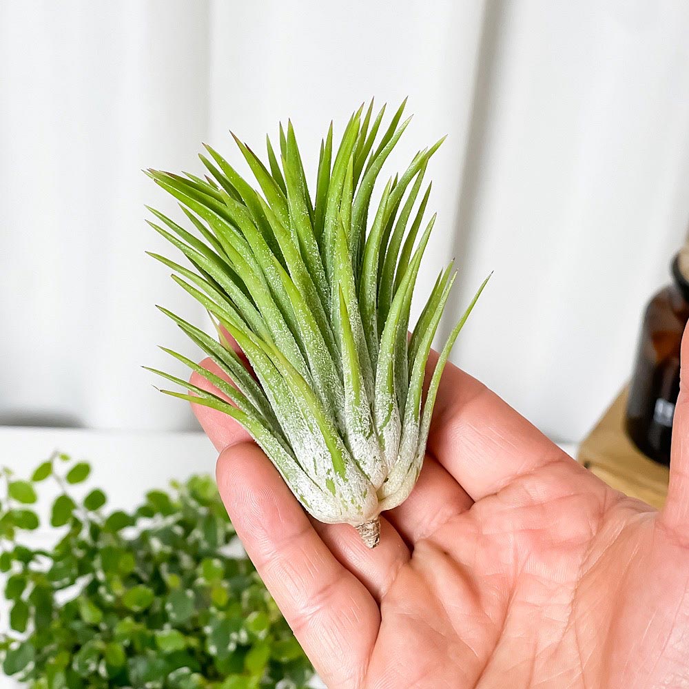 PLANCHU エアプランツ ティランジア イオナンタ ジャイアントフォーム 1株 W6×H10cm前後 育て方説明書付き Tillandsia ionantha Giant form エアープランツ チランジア