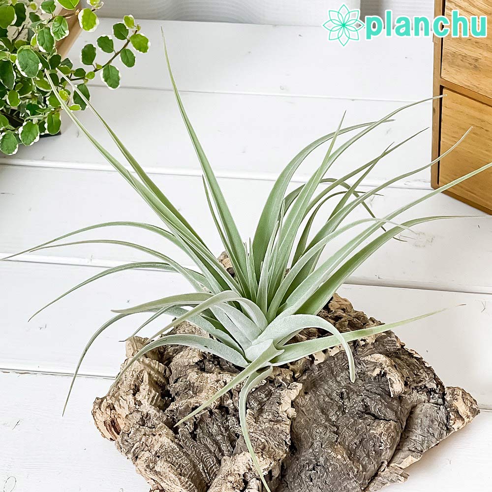 PLANCHU エアプランツ ティランジア ポーリアナ 1株 W20×H16cm前後 育て方説明書付き Tillandsia pohliana エアープランツ チランジア