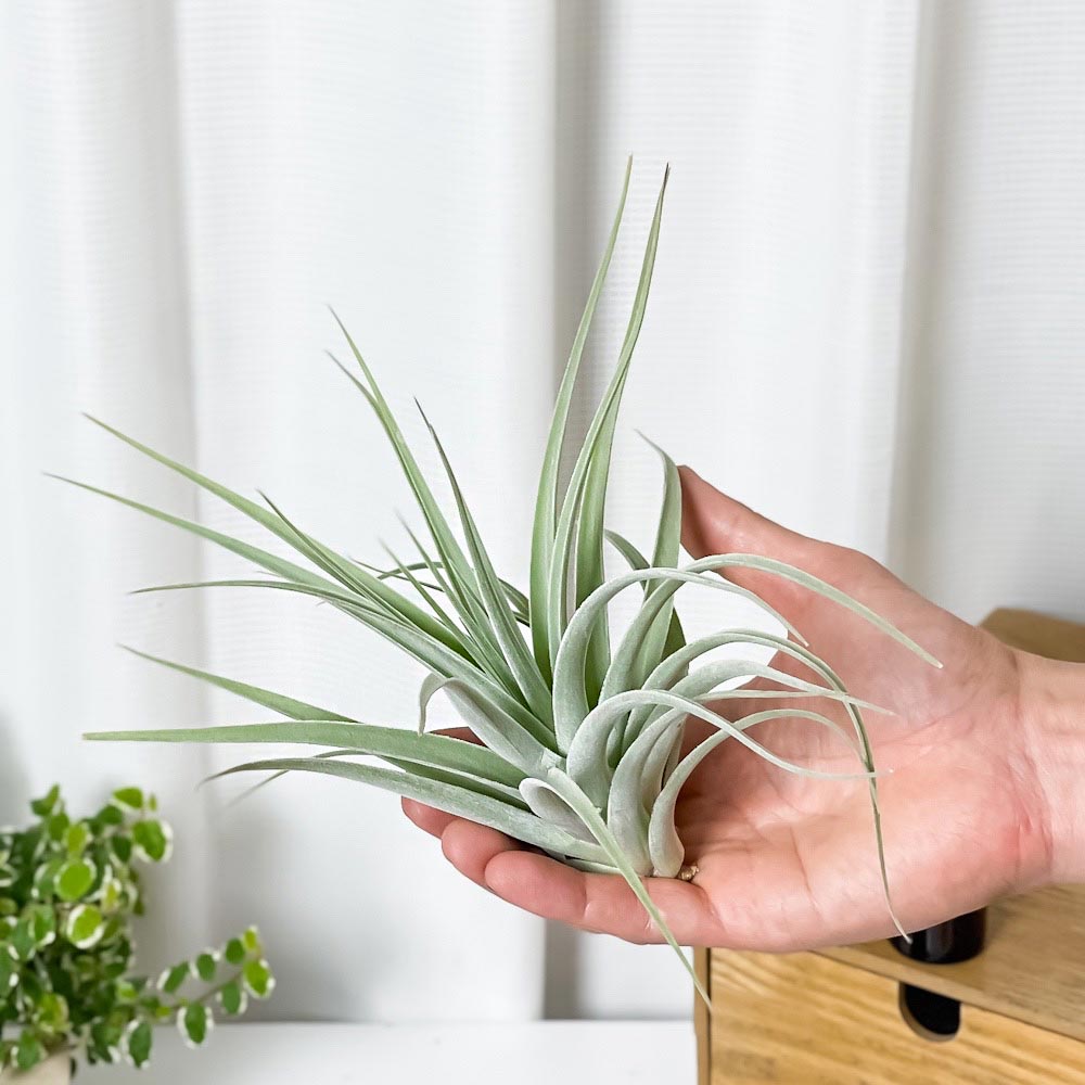 PLANCHU エアプランツ ティランジア ポーリアナ 1株 W20×H16cm前後 育て方説明書付き Tillandsia pohliana エアープランツ チランジア