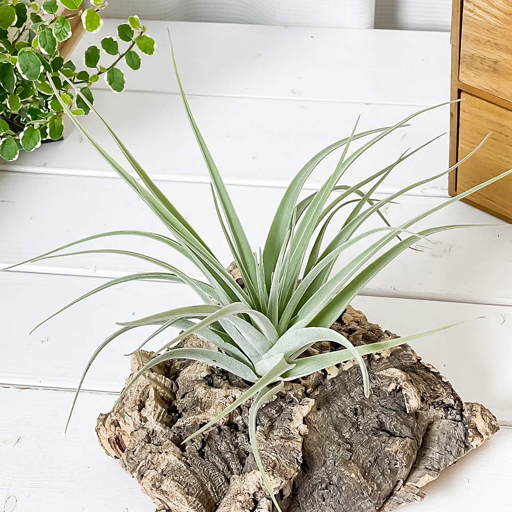 PLANCHU エアプランツ ティランジア ポーリアナ 1株 W20×H16cm前後 育て方説明書付き Tillandsia pohliana エアープランツ チランジア