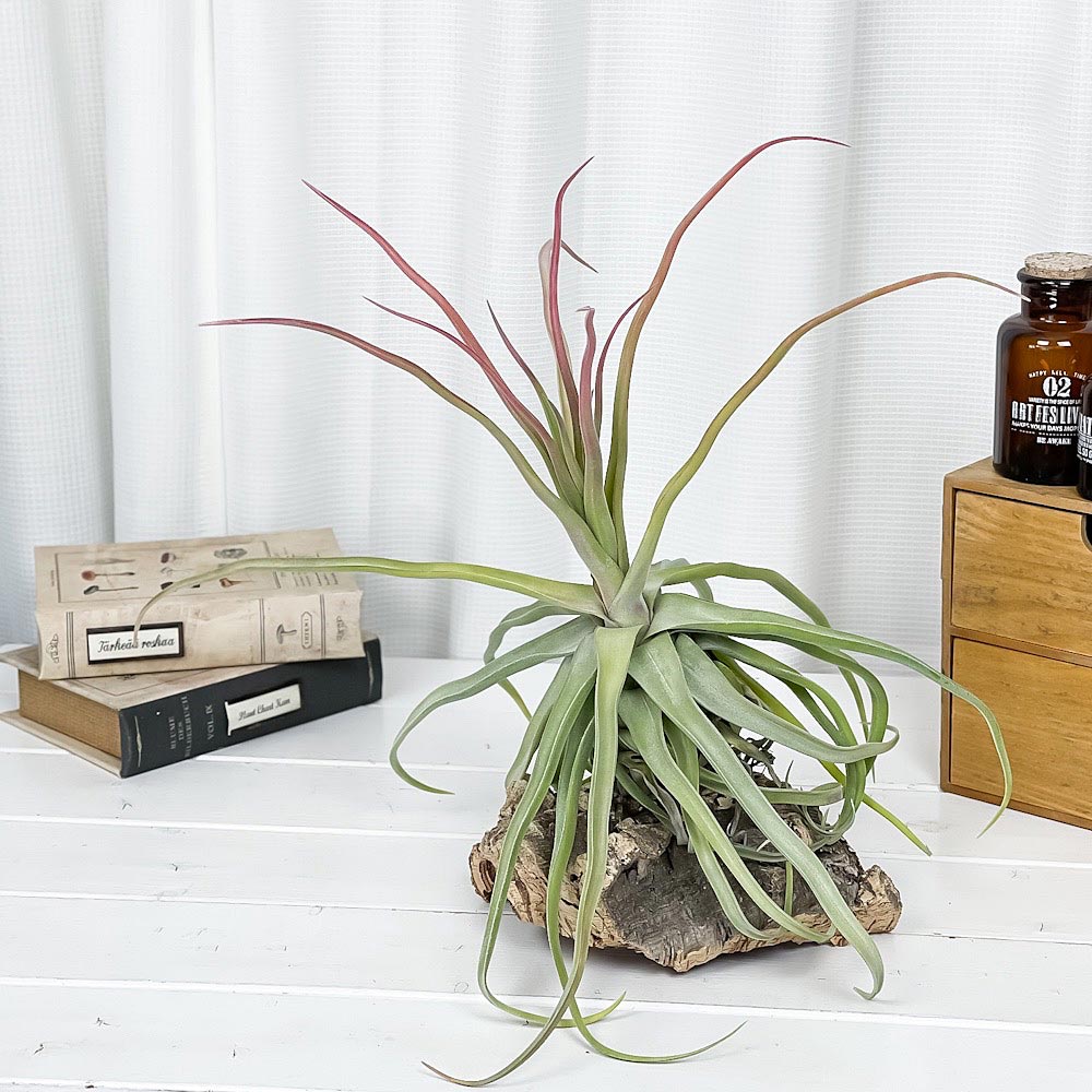 PLANCHU エアプランツ ティランジア ストレプトフィラ Lサイズ 1株 W30×H30cm前後 育て方説明書付き Tillandsia streptophylla エアープランツ チランジア