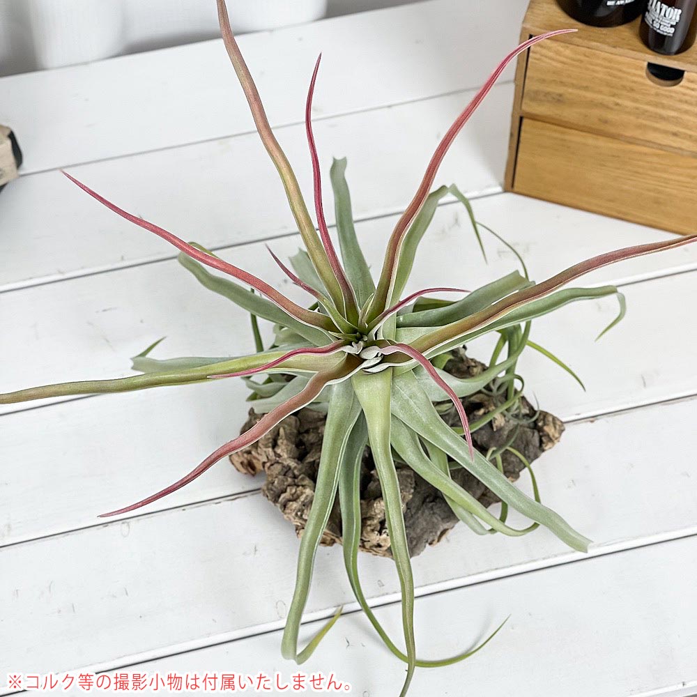 PLANCHU エアプランツ ティランジア ストレプトフィラ Lサイズ 1株 W30×H30cm前後 育て方説明書付き Tillandsia streptophylla エアープランツ チランジア