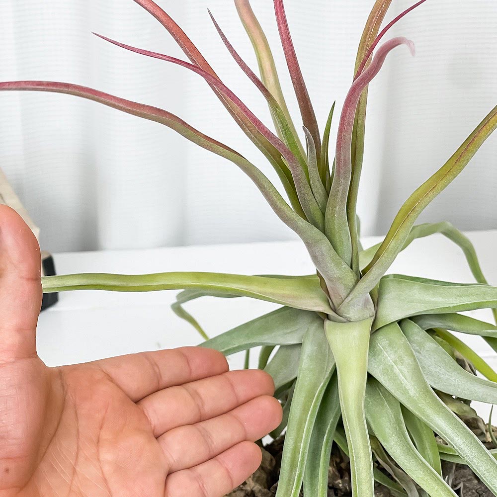 PLANCHU エアプランツ ティランジア ストレプトフィラ Lサイズ 1株 W30×H30cm前後 育て方説明書付き Tillandsia streptophylla エアープランツ チランジア