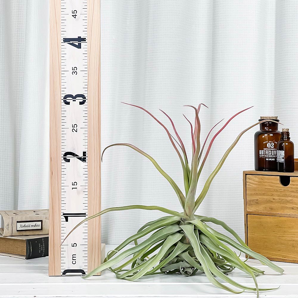 PLANCHU エアプランツ ティランジア ストレプトフィラ Lサイズ 1株 W30×H30cm前後 育て方説明書付き Tillandsia streptophylla エアープランツ チランジア