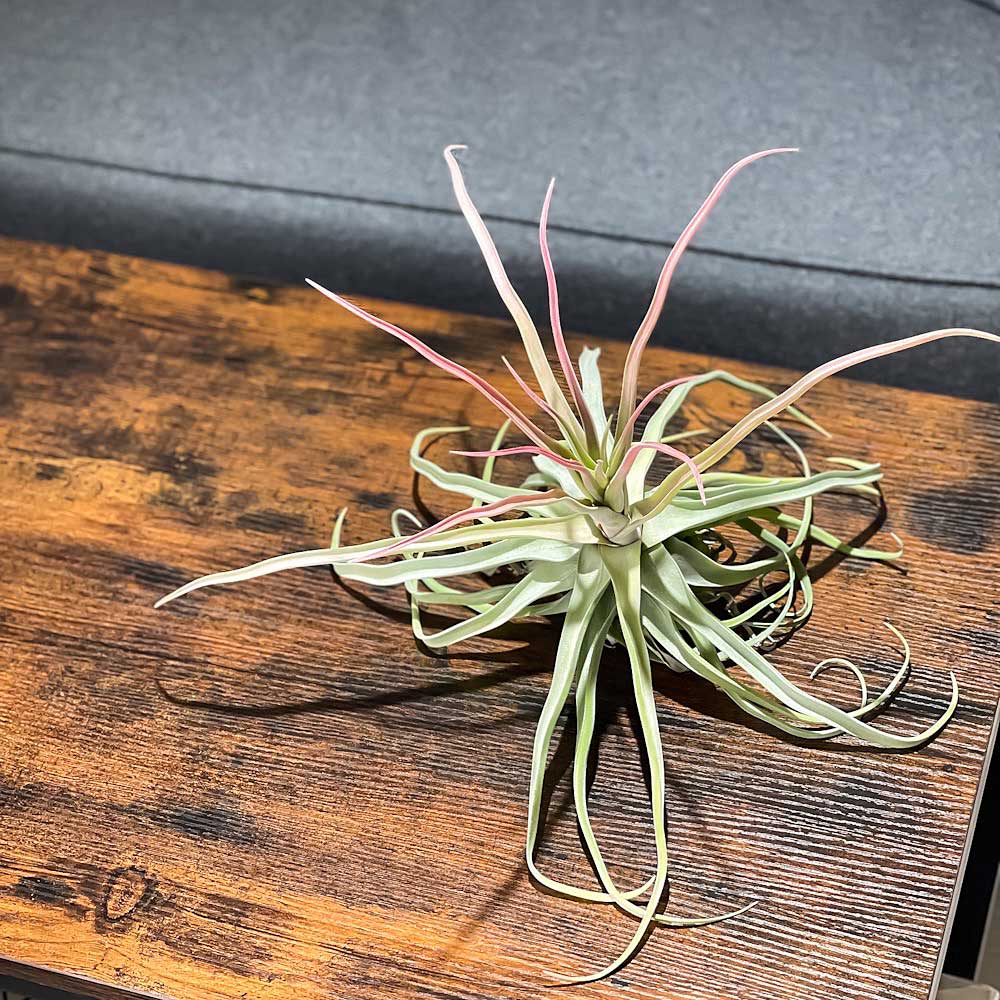 PLANCHU エアプランツ ティランジア ストレプトフィラ Lサイズ 1株 W30×H30cm前後 育て方説明書付き Tillandsia streptophylla エアープランツ チランジア