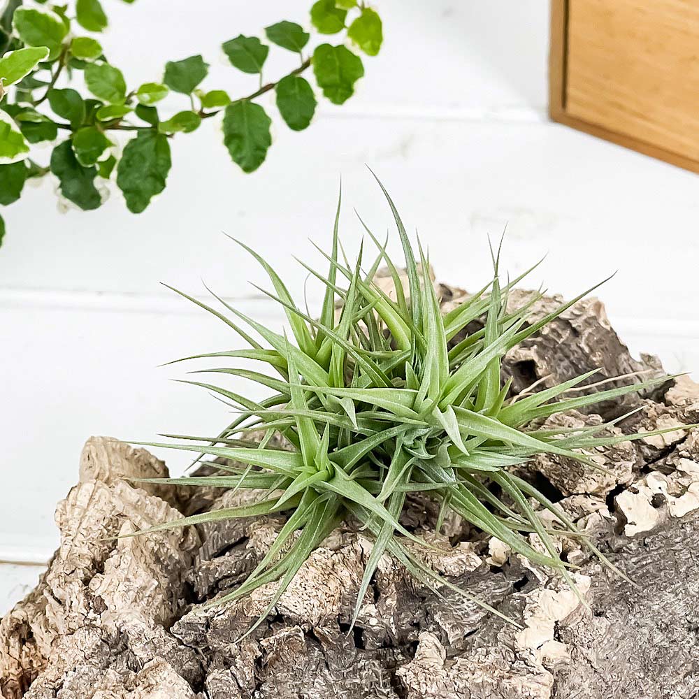 PLANCHU エアプランツ ティランジア アエラントス ミニアータ クランプ 1株 W7×H7cm前後 育て方説明書付き Tillandsia aeranthos ‘Miniata’ エアープランツ チランジア