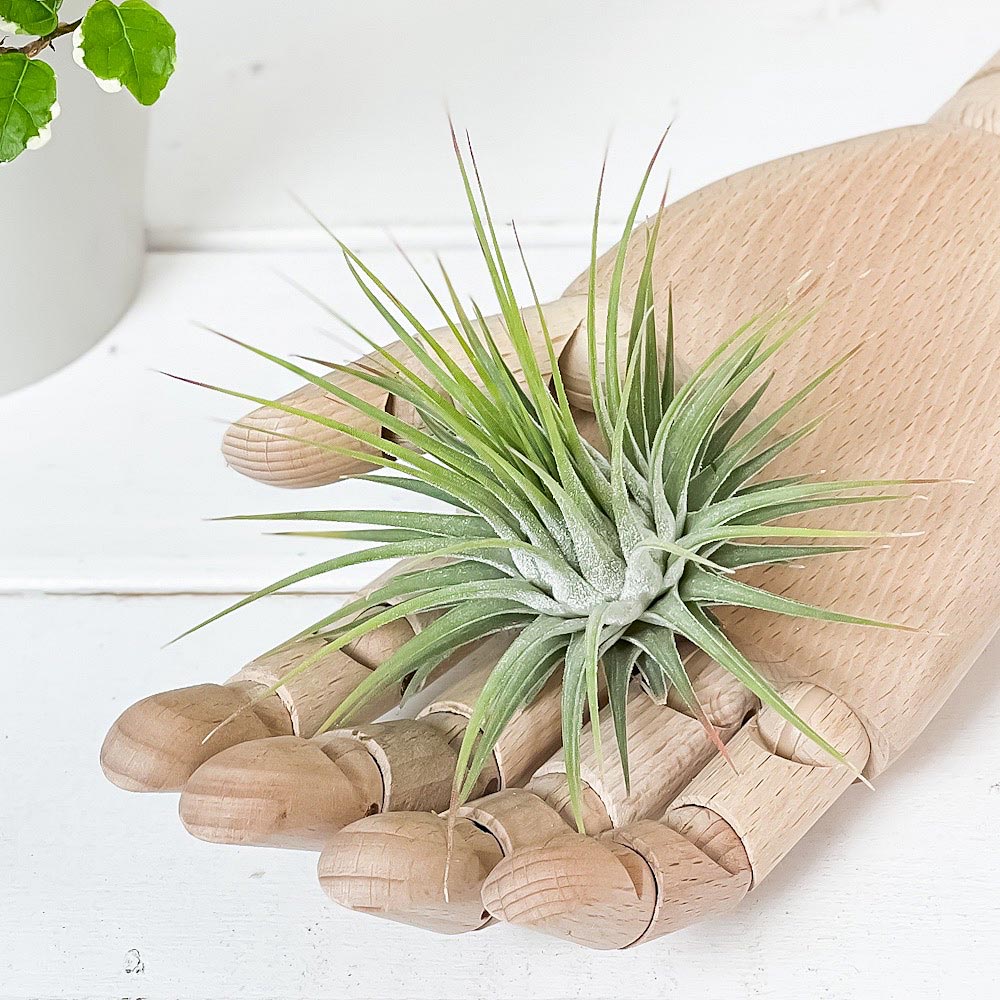 PLANCHU エアプランツ ティランジア イオナンタ Lサイズ 1株 W8×H8cm前後 育て方説明書付き Tillandsia ionantha エアープランツ チランジア