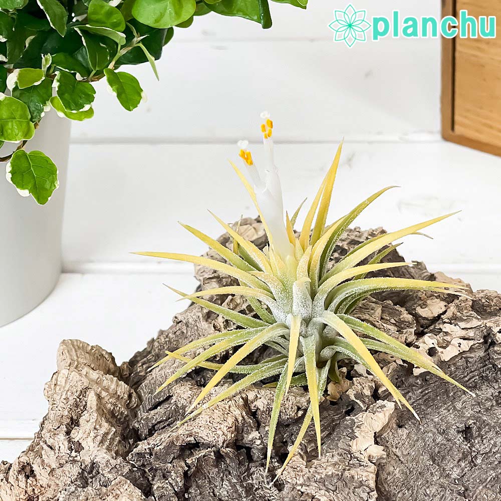 PLANCHU エアプランツ ティランジア イオナンタ 白花 Mサイズ 1株 W6×H6cm前後 育て方説明書付き Tillandsia ionantha cv. エアープランツ チランジア