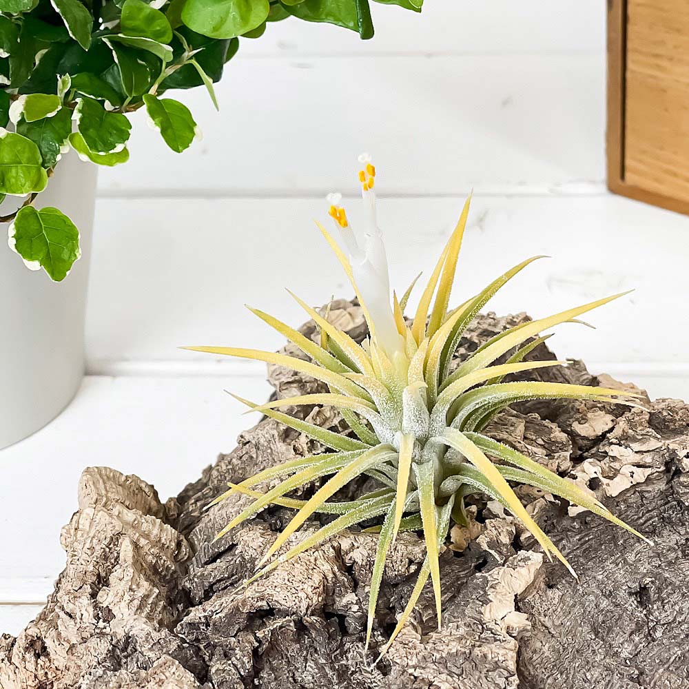 PLANCHU エアプランツ ティランジア イオナンタ 白花 Mサイズ 1株 W6×H6cm前後 育て方説明書付き Tillandsia ionantha cv. エアープランツ チランジア
