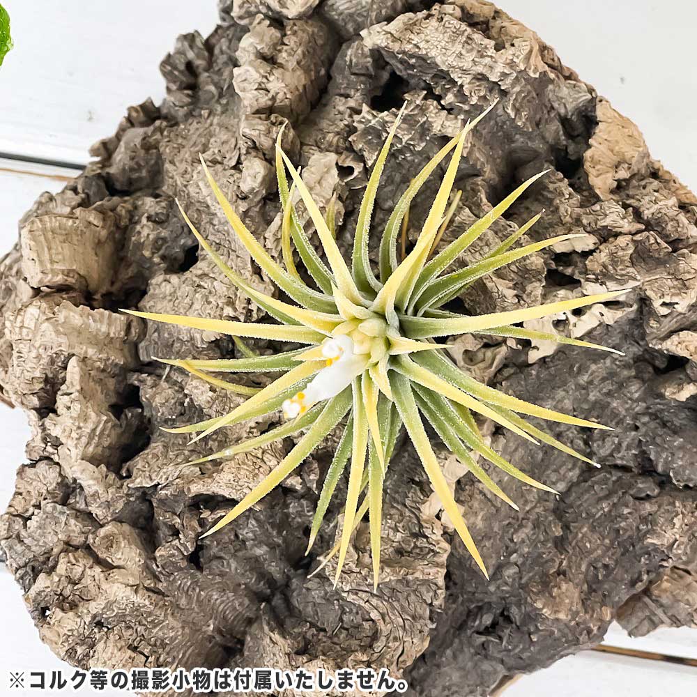 PLANCHU エアプランツ ティランジア イオナンタ 白花 Mサイズ 1株 W6×H6cm前後 育て方説明書付き Tillandsia ionantha cv. エアープランツ チランジア