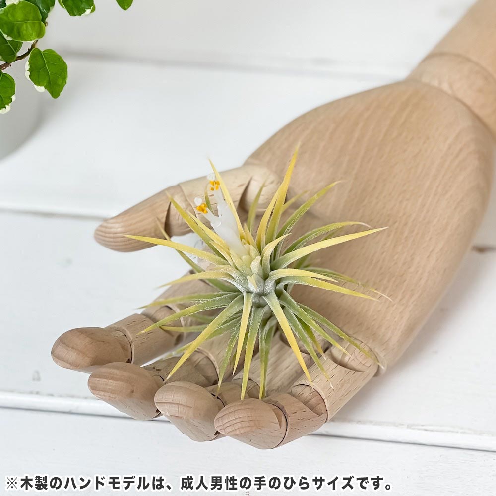 PLANCHU エアプランツ ティランジア イオナンタ 白花 Mサイズ 1株 W6×H6cm前後 育て方説明書付き Tillandsia ionantha cv. エアープランツ チランジア