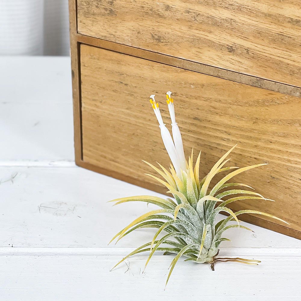 PLANCHU エアプランツ ティランジア イオナンタ 白花 Mサイズ 1株 W6×H6cm前後 育て方説明書付き Tillandsia ionantha cv. エアープランツ チランジア