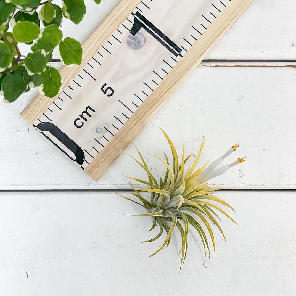 PLANCHU エアプランツ ティランジア イオナンタ 白花 Mサイズ 1株 W6×H6cm前後 育て方説明書付き Tillandsia ionantha cv. エアープランツ チランジア