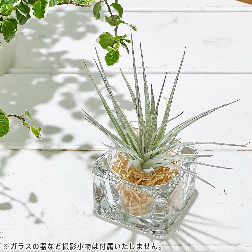 PLANCHU メール便発送 エアプランツ ティランジア コットンキャンディ ピンク Sサイズ 1株 W6×H6cm前後 育て方説明書付き Tillandsia ‘Houston Cotton Candy’ エアープランツ チランジア