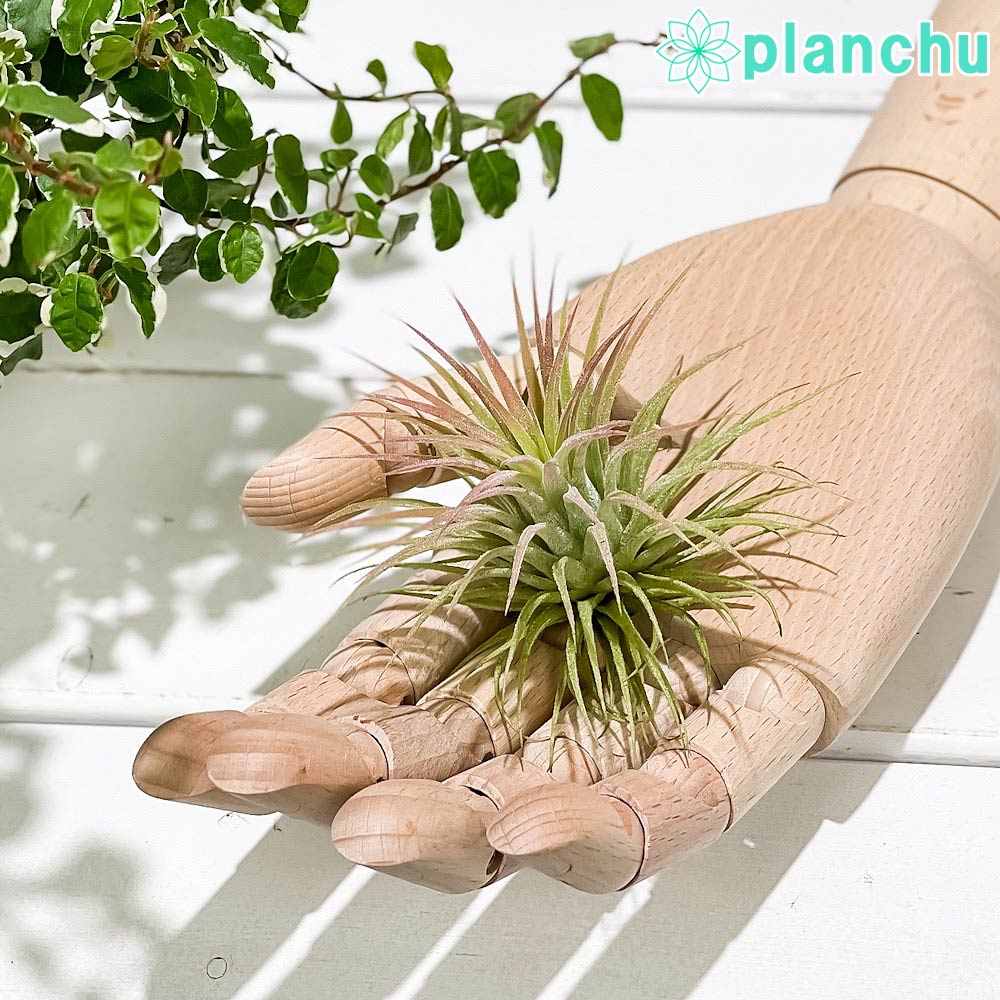 PLANCHU エアプランツ ティランジア イオナンタ ルブラ Mサイズ 1株 W7×H6cm前後 育て方説明書付き Tillandsia ionantha ‘Rubra’ エアープランツ チランジア