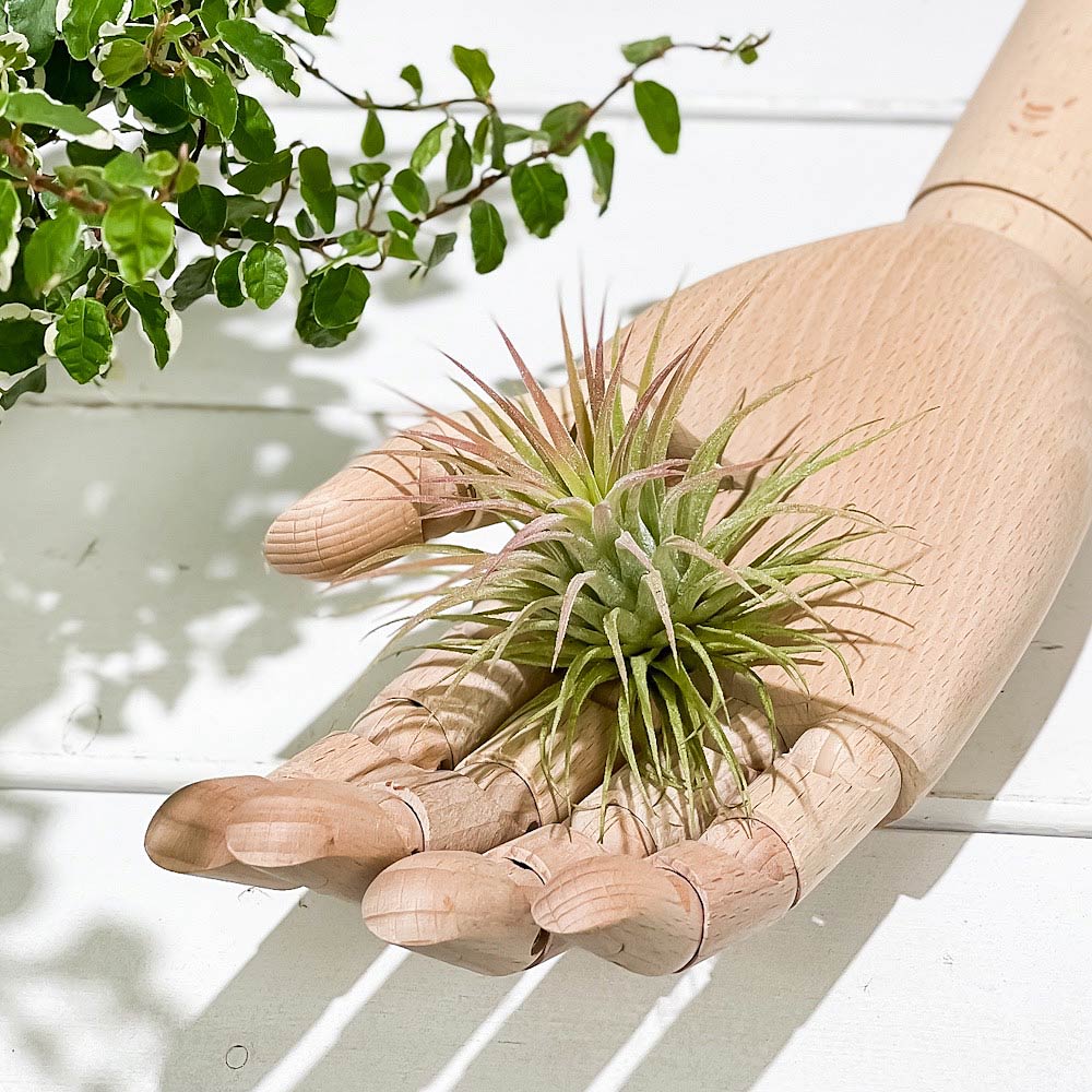 PLANCHU エアプランツ ティランジア イオナンタ ルブラ Mサイズ 1株 W7×H6cm前後 育て方説明書付き Tillandsia ionantha ‘Rubra’ エアープランツ チランジア