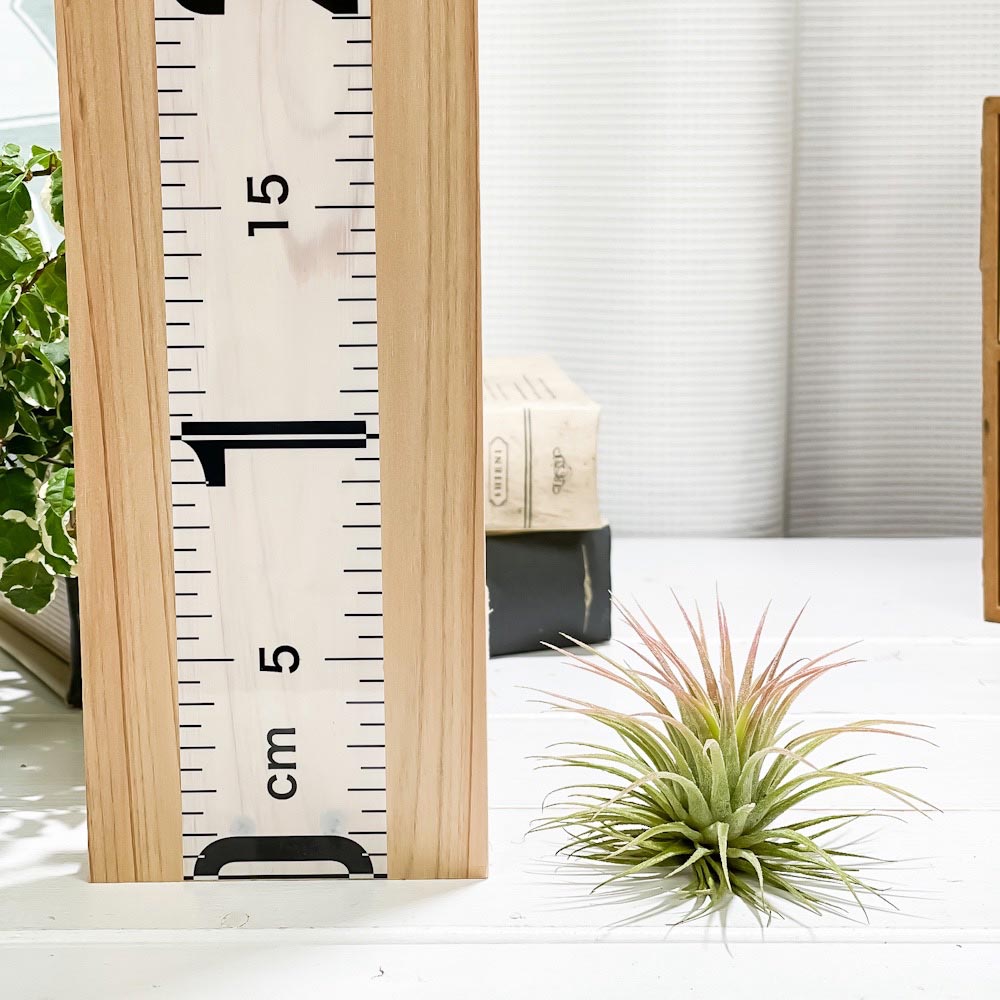 PLANCHU エアプランツ ティランジア イオナンタ ルブラ Mサイズ 1株 W7×H6cm前後 育て方説明書付き Tillandsia ionantha ‘Rubra’ エアープランツ チランジア