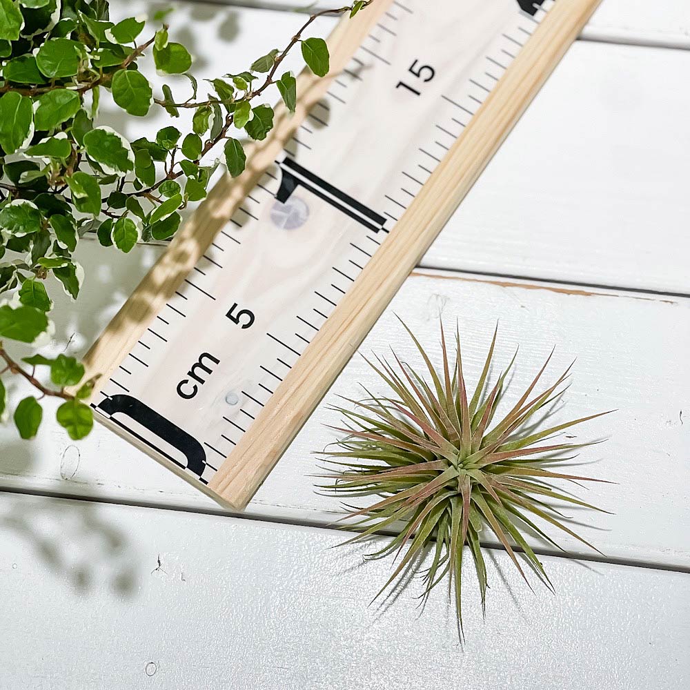 PLANCHU エアプランツ ティランジア イオナンタ ルブラ Mサイズ 1株 W7×H6cm前後 育て方説明書付き Tillandsia ionantha ‘Rubra’ エアープランツ チランジア