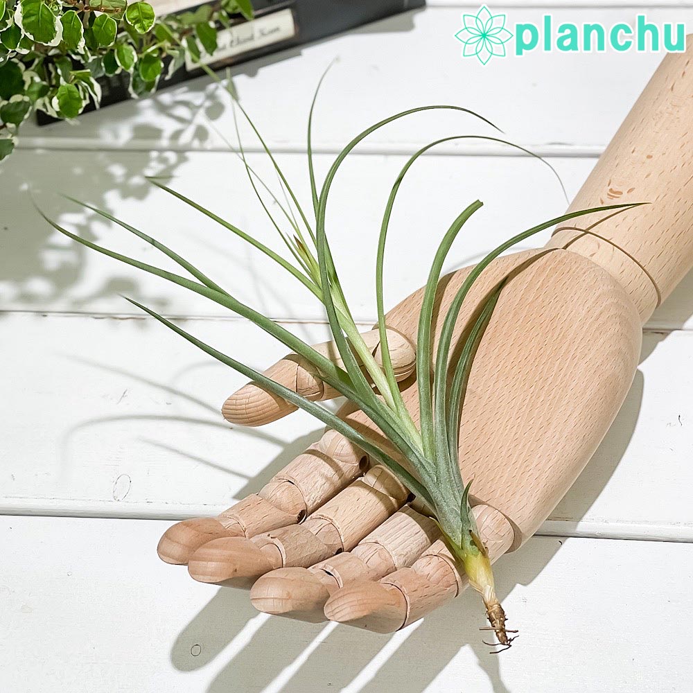 PLANCHU エアプランツ ティランジア イオナンタ × シーディアナ Mサイズ 1株 W15×H20cm前後 育て方説明書付き Tillandsia ionantha × schiedeana スキディアーナ エアープランツ チランジア