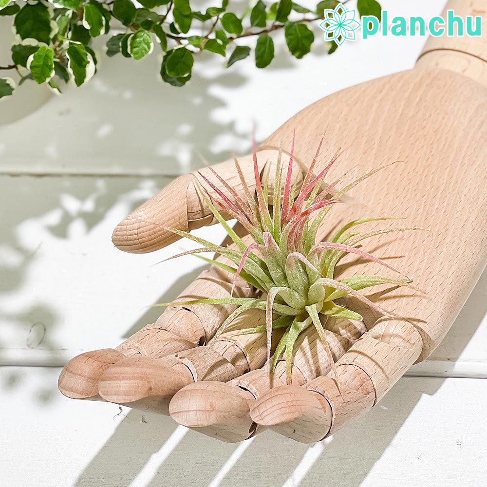 PLANCHU エアプランツ ティランジア イオナンタ ピーチーピンク Mサイズ 1株 W5×H5cm前後 育て方説明書付き Tillandsia ionantha cv. エアープランツ チランジア