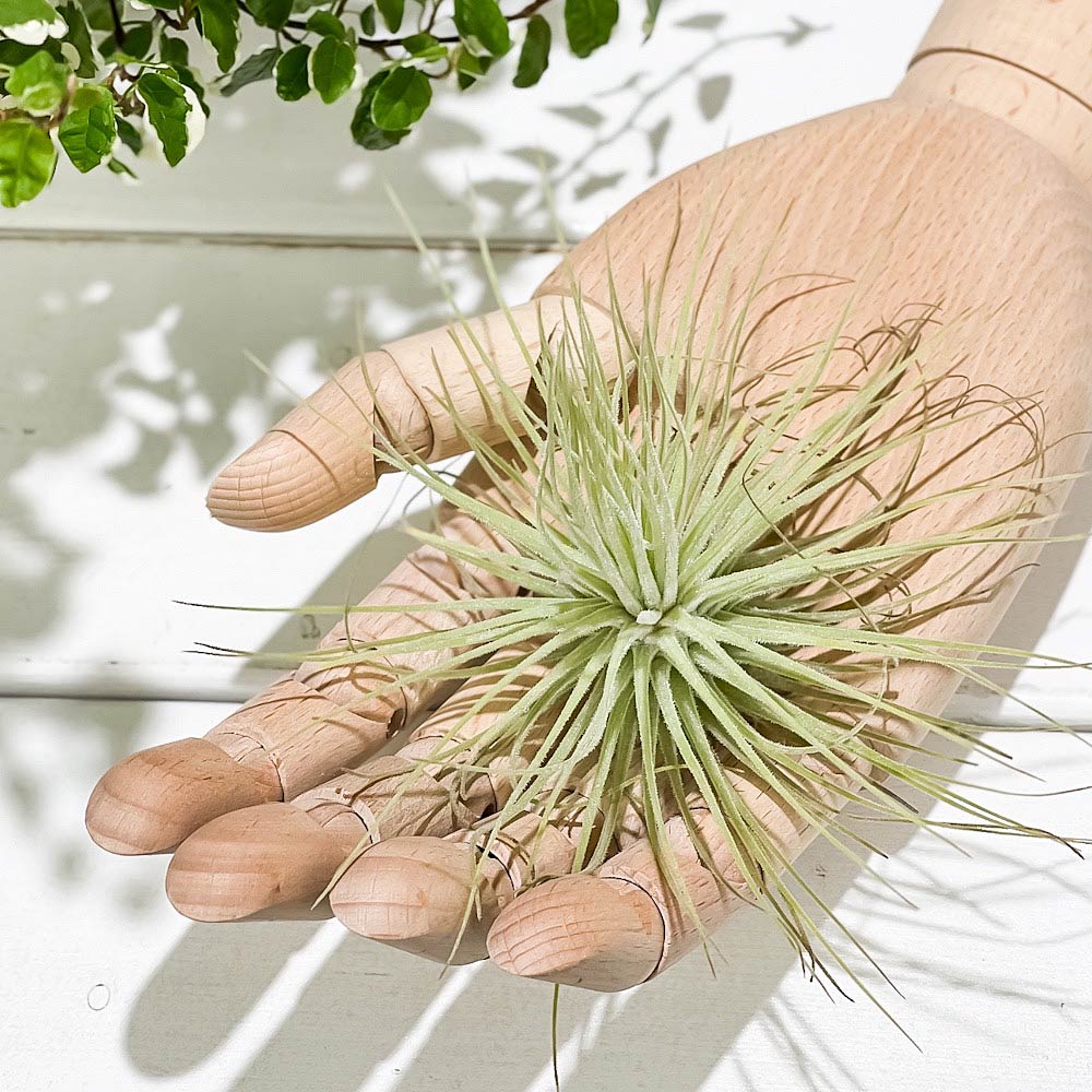 PLANCHU エアプランツ ティランジア マグヌシアナ Mサイズ 1株 W10×H10cm前後 育て方説明書付き Tillandsia magnusiana エアープランツ チランジア