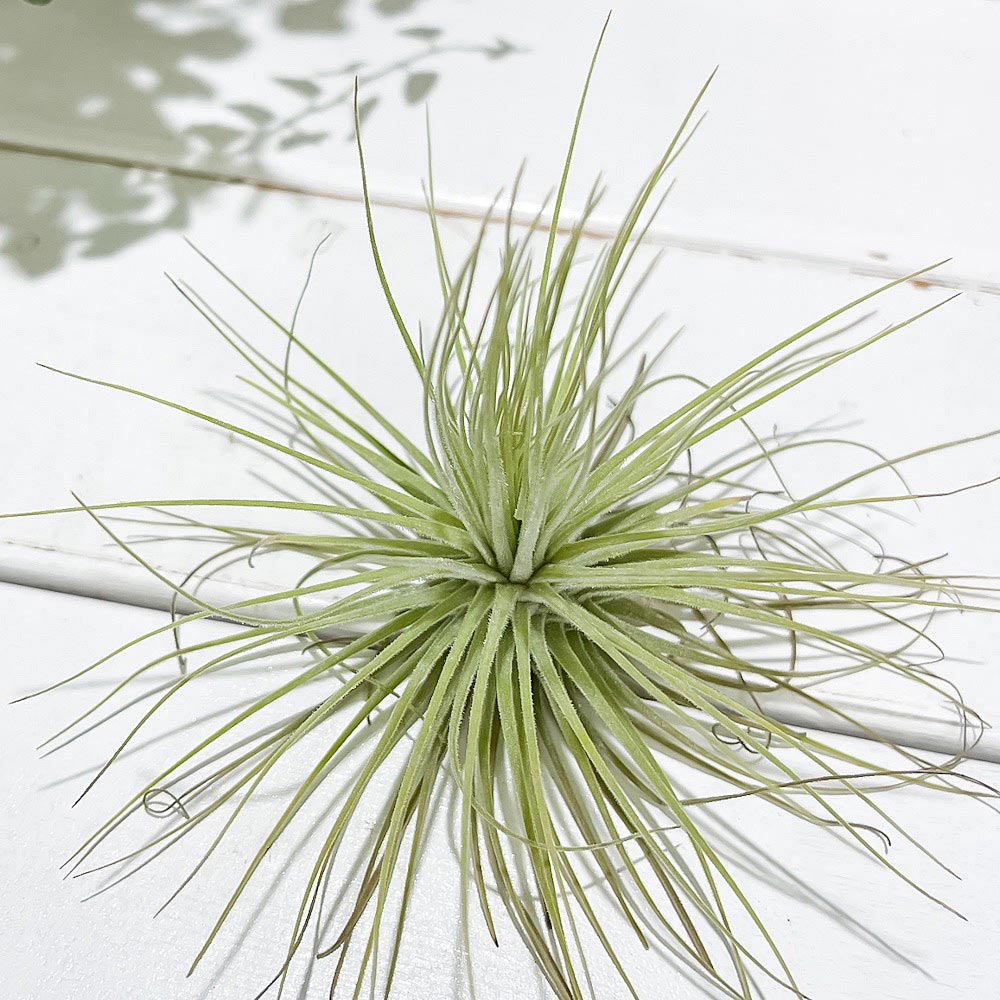 PLANCHU エアプランツ ティランジア マグヌシアナ Mサイズ 1株 W10×H10cm前後 育て方説明書付き Tillandsia magnusiana エアープランツ チランジア