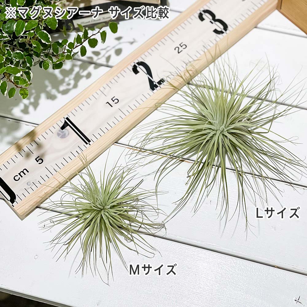 PLANCHU エアプランツ ティランジア マグヌシアナ Mサイズ 1株 W10×H10cm前後 育て方説明書付き Tillandsia magnusiana エアープランツ チランジア