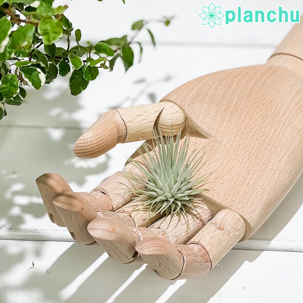 PLANCHU エアプランツ ティランジア フックシーフックシー Sサイズ 1株 W4×H4cm前後 育て方説明書付き Tillandsia fuchsii var. fuchsii エアープランツ チランジア