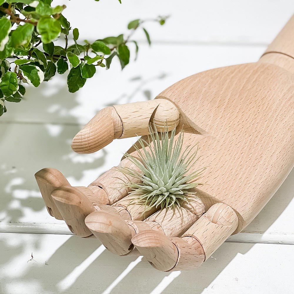 PLANCHU エアプランツ ティランジア フックシーフックシー Sサイズ 1株 W4×H4cm前後 育て方説明書付き Tillandsia fuchsii var. fuchsii エアープランツ チランジア