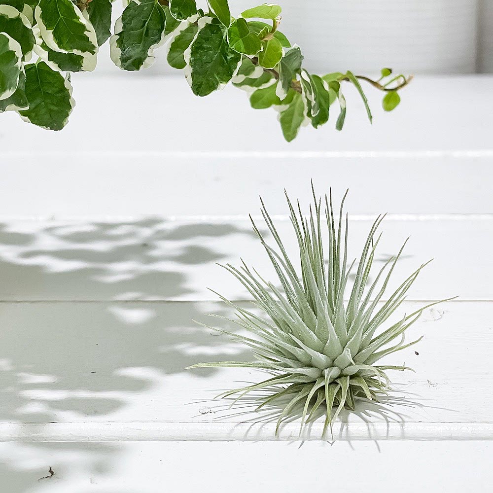 PLANCHU エアプランツ ティランジア フックシーフックシー Sサイズ 1株 W4×H4cm前後 育て方説明書付き Tillandsia fuchsii var. fuchsii エアープランツ チランジア