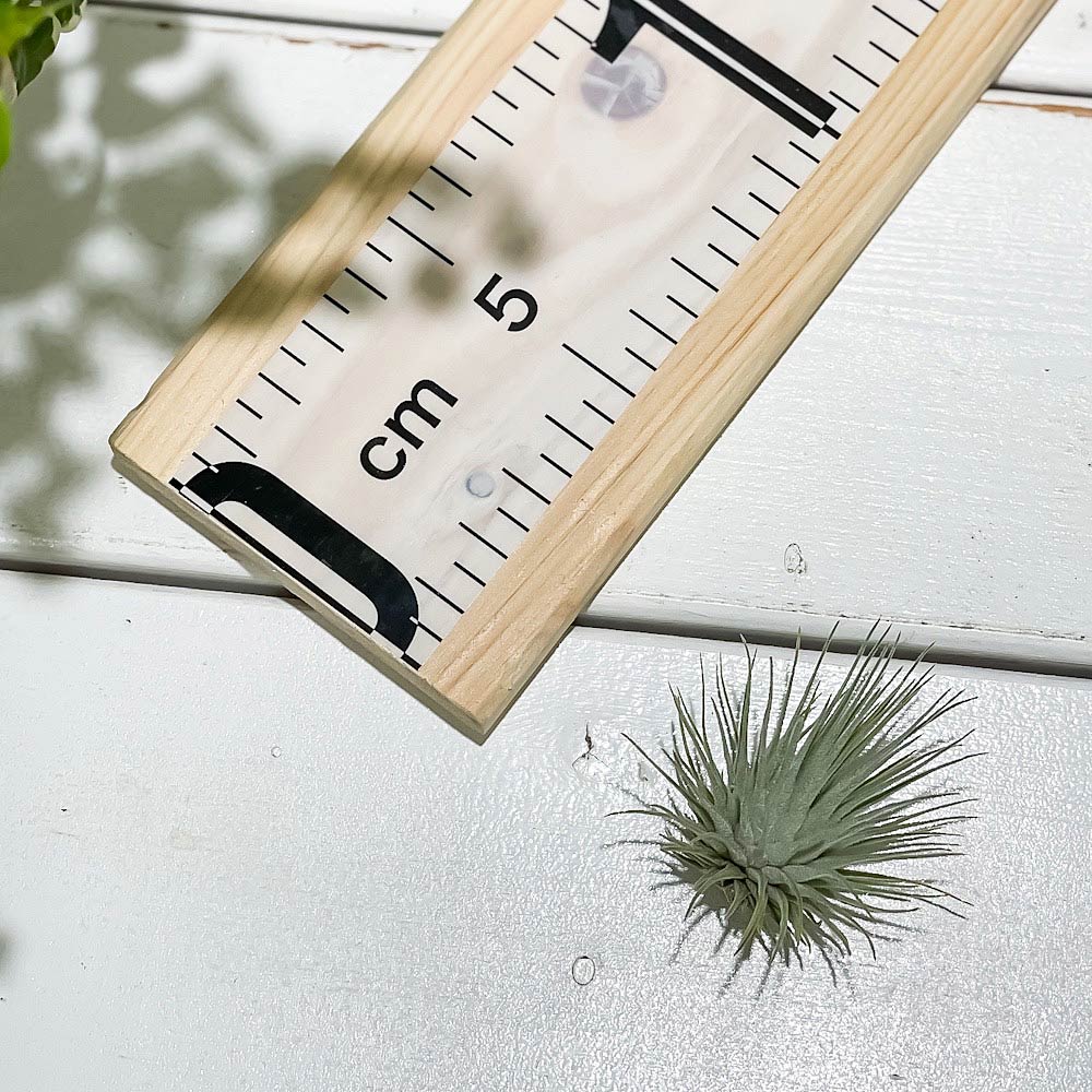 PLANCHU エアプランツ ティランジア フックシーフックシー Sサイズ 1株 W4×H4cm前後 育て方説明書付き Tillandsia fuchsii var. fuchsii エアープランツ チランジア