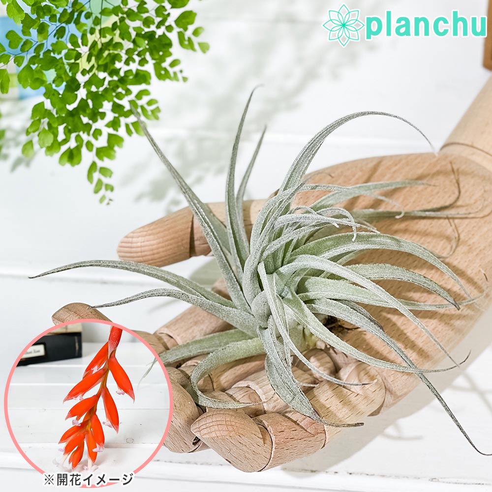 PLANCHU エアプランツ ティランジア レクルビフォリア サブセクンディフォリア Mサイズ 1株 W10×H10cm前後 育て方説明書付き Tillandsia recurvifolia エアープランツ チランジア
