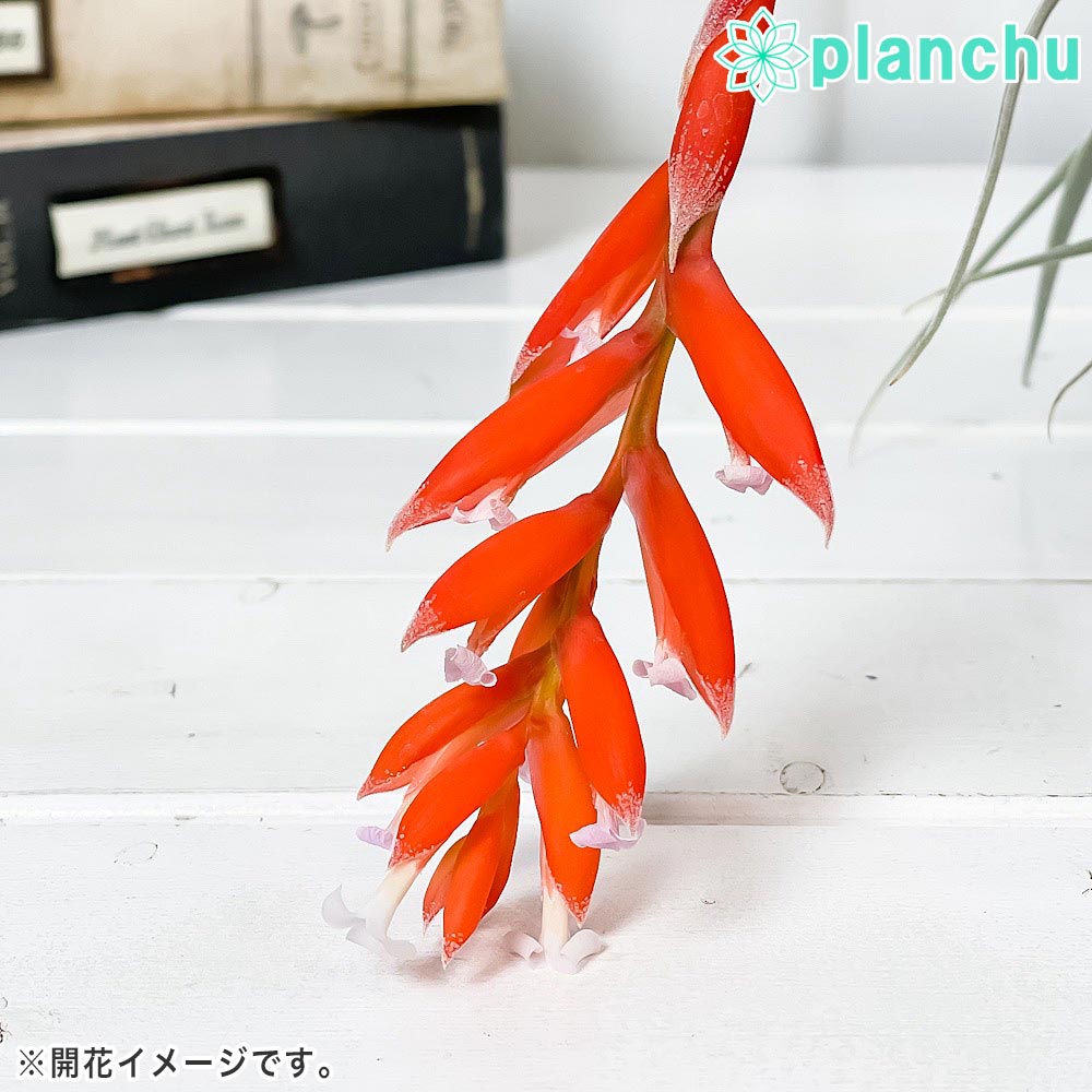 PLANCHU エアプランツ ティランジア レクルビフォリア サブセクンディフォリア Mサイズ 1株 W10×H10cm前後 育て方説明書付き Tillandsia recurvifolia エアープランツ チランジア