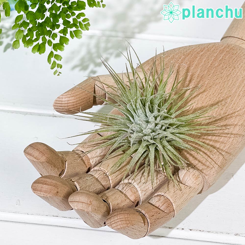 PLANCHU エアプランツ ティランジア イオナンタ ファインリーフ Mサイズ 1株 W8×H8cm前後 育て方説明書付き Tillandsia ionantha cv. エアープランツ チランジア