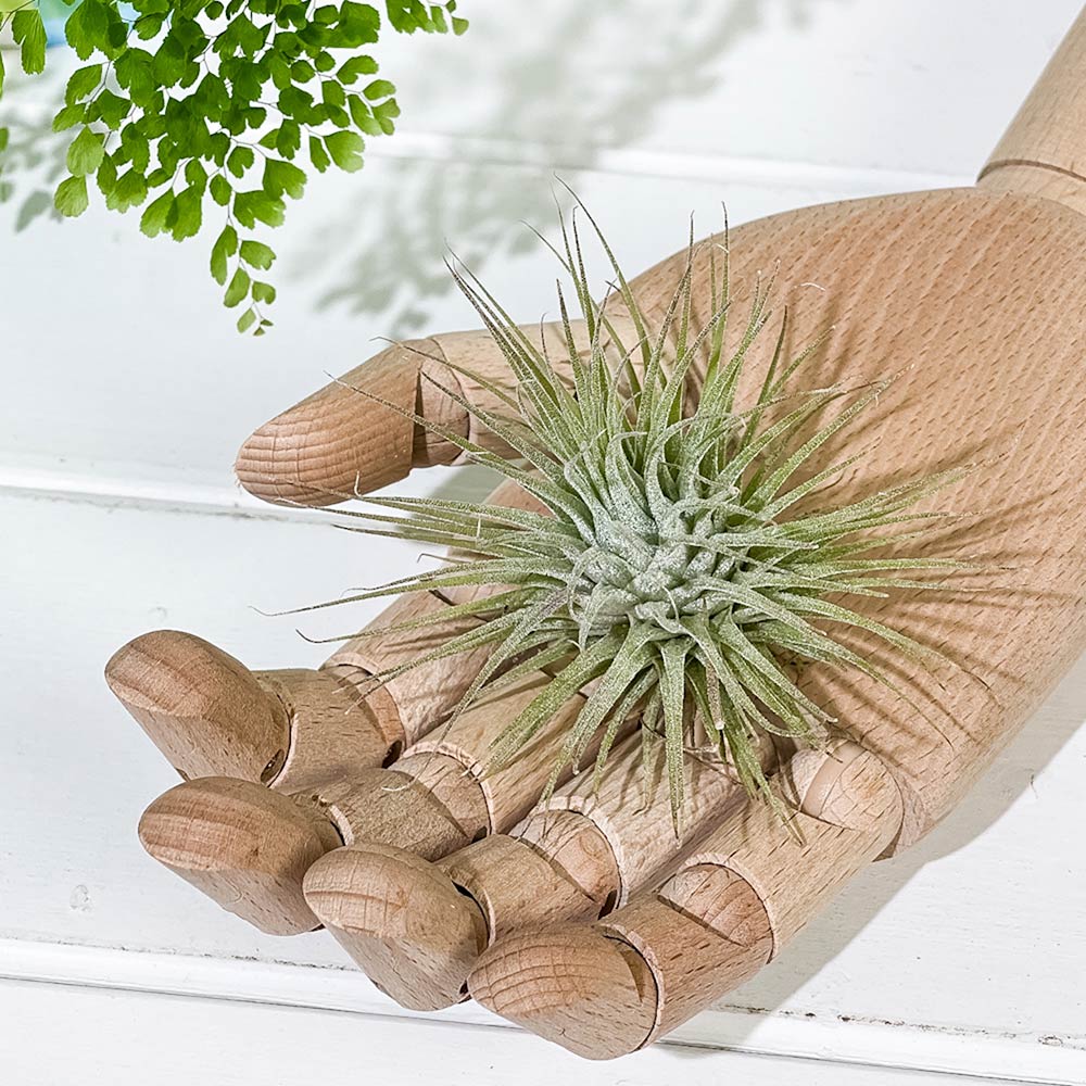 PLANCHU エアプランツ ティランジア イオナンタ ファインリーフ Mサイズ 1株 W8×H8cm前後 育て方説明書付き Tillandsia ionantha cv. エアープランツ チランジア