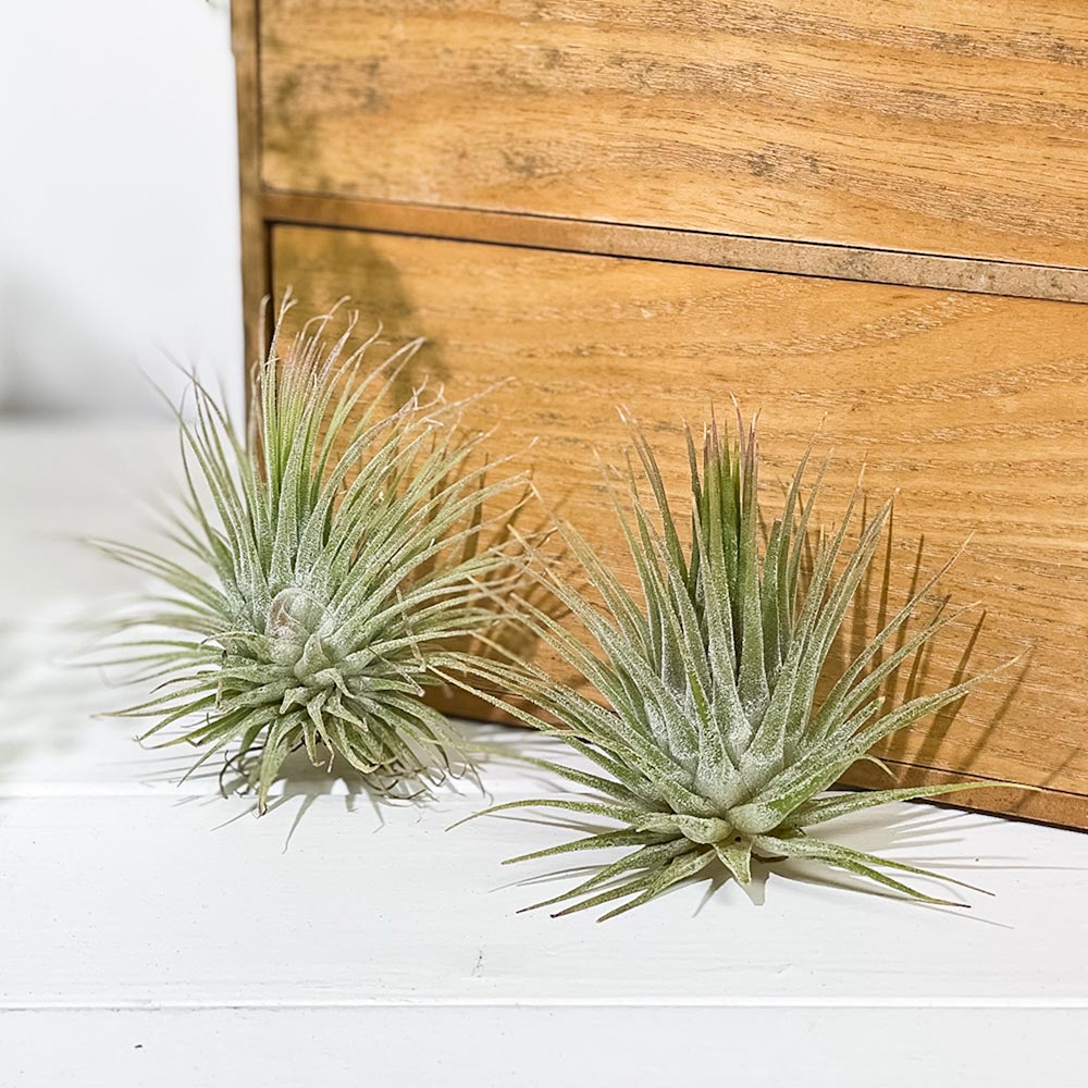 PLANCHU エアプランツ ティランジア イオナンタ ファインリーフ Mサイズ 1株 W8×H8cm前後 育て方説明書付き Tillandsia ionantha cv. エアープランツ チランジア