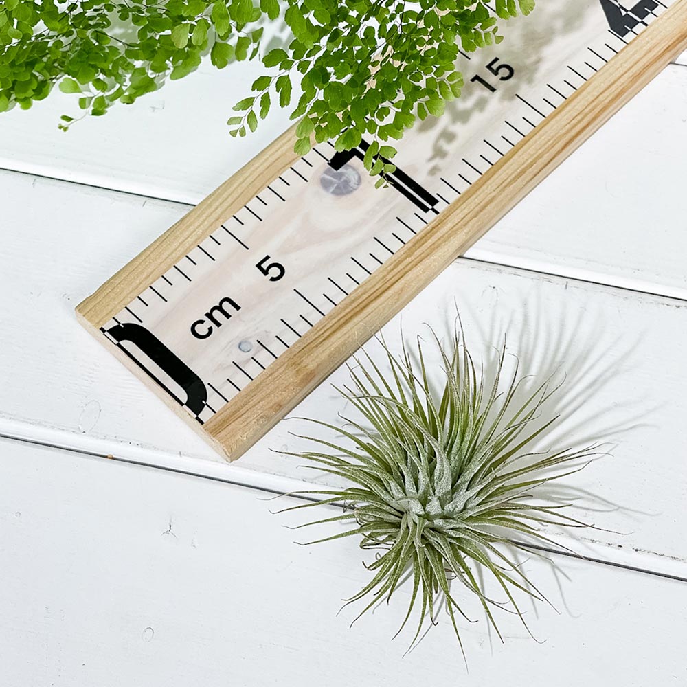 PLANCHU エアプランツ ティランジア イオナンタ ファインリーフ Mサイズ 1株 W8×H8cm前後 育て方説明書付き Tillandsia ionantha cv. エアープランツ チランジア