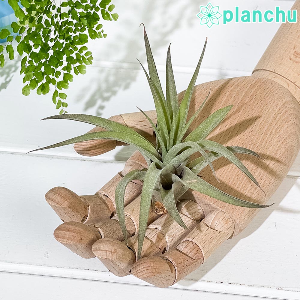 PLANCHU エアプランツ ティランジア カピタータ ピーチ Mサイズ 1株 W10×H10cm前後 育て方説明書付き Tillandsia capitata ‘Peach’ エアープランツ チランジア