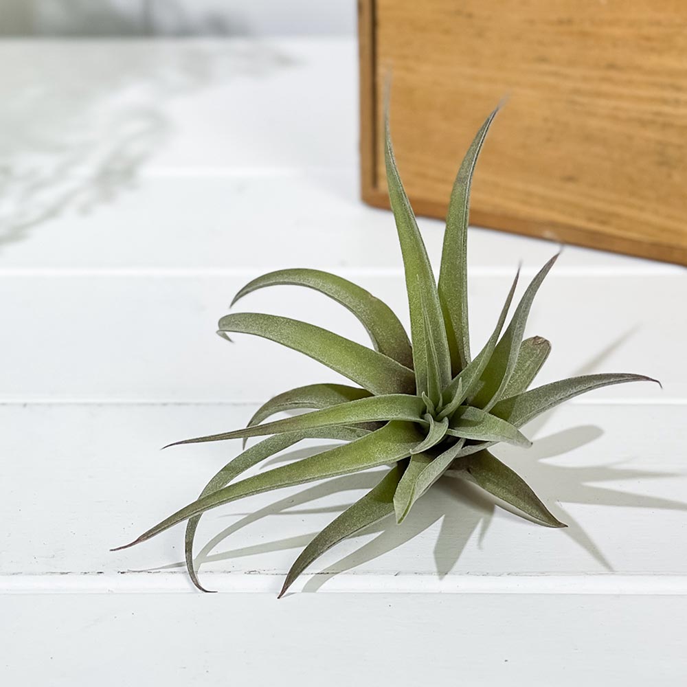 PLANCHU エアプランツ ティランジア カピタータ ピーチ Mサイズ 1株 W10×H10cm前後 育て方説明書付き Tillandsia capitata ‘Peach’ エアープランツ チランジア