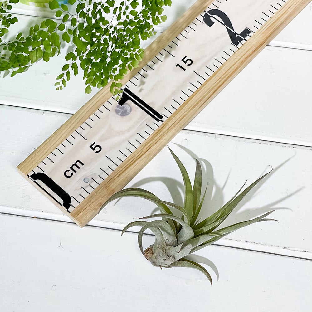 PLANCHU エアプランツ ティランジア カピタータ ピーチ Mサイズ 1株 W10×H10cm前後 育て方説明書付き Tillandsia capitata ‘Peach’ エアープランツ チランジア