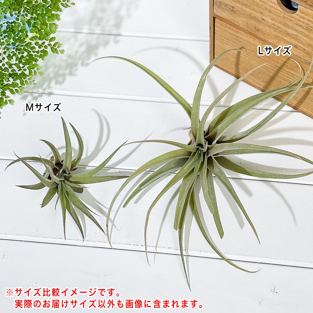 PLANCHU エアプランツ ティランジア カピタータ ピーチ Mサイズ 1株 W10×H10cm前後 育て方説明書付き Tillandsia capitata ‘Peach’ エアープランツ チランジア