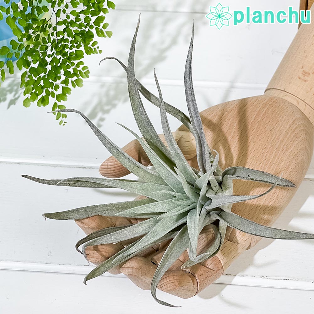 PLANCHU エアプランツ ティランジア ハリシー Lサイズ 1株 W12×H12cm前後 育て方説明書付き Tillandsia harrisii エアープランツ チランジア