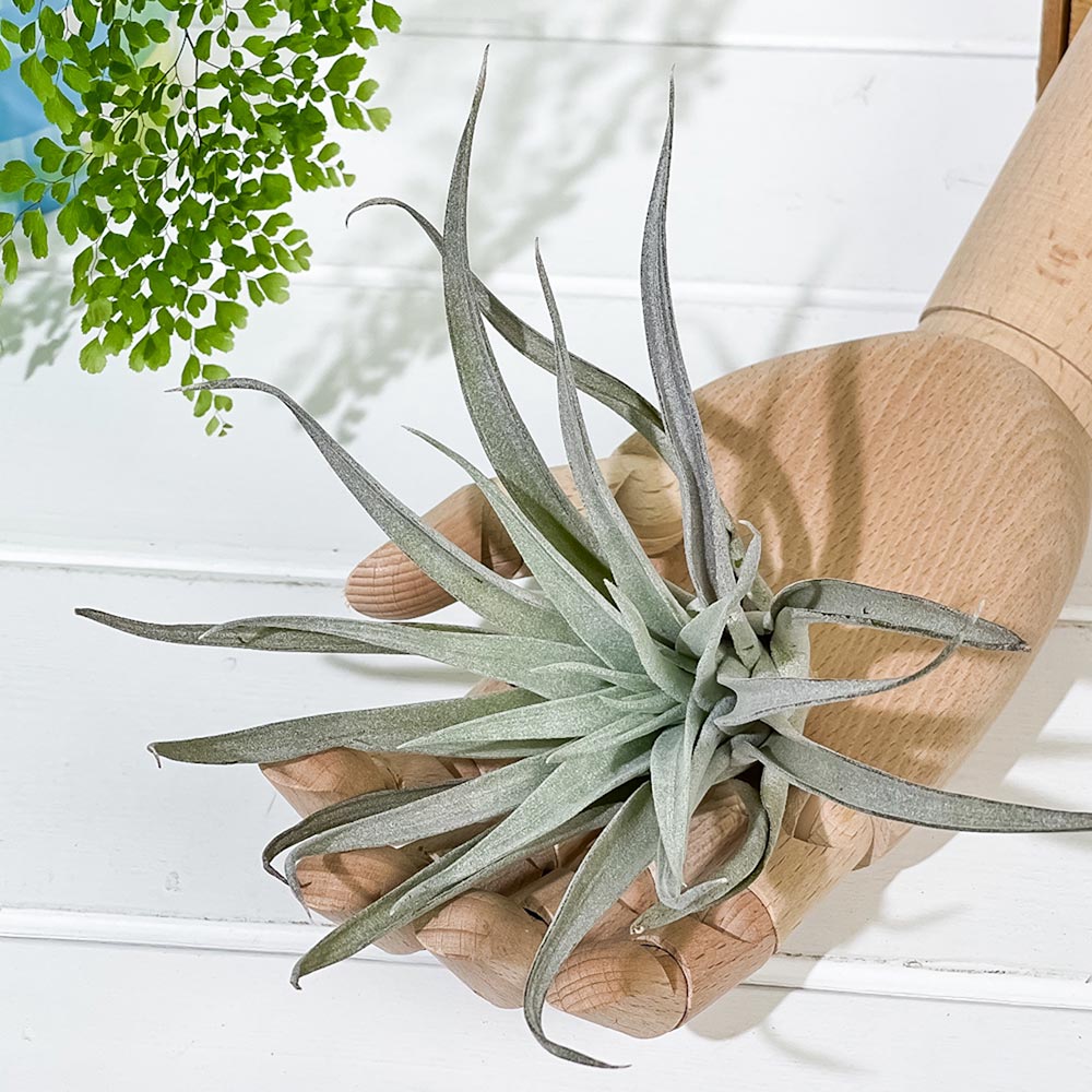 PLANCHU エアプランツ ティランジア ハリシー Lサイズ 1株 W12×H12cm前後 育て方説明書付き Tillandsia harrisii エアープランツ チランジア