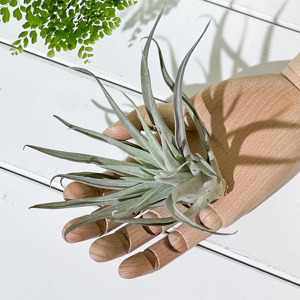 PLANCHU エアプランツ ティランジア ハリシー Lサイズ 1株 W12×H12cm前後 育て方説明書付き Tillandsia harrisii エアープランツ チランジア