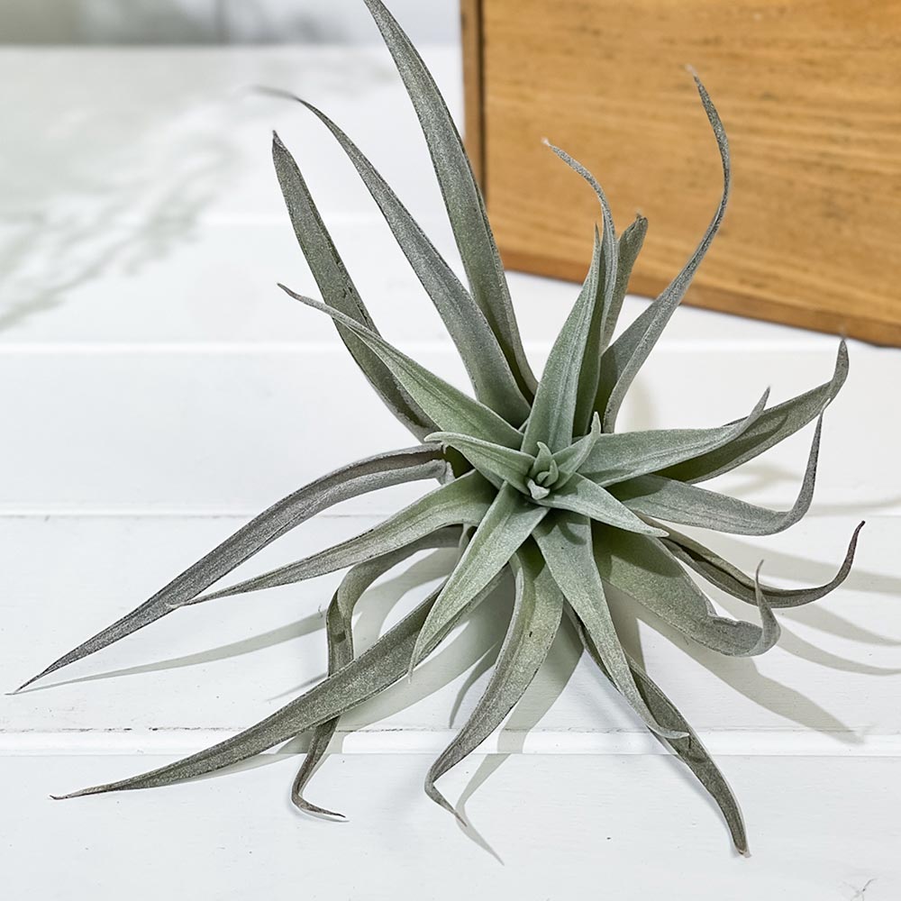 PLANCHU エアプランツ ティランジア ハリシー Lサイズ 1株 W12×H12cm前後 育て方説明書付き Tillandsia harrisii エアープランツ チランジア
