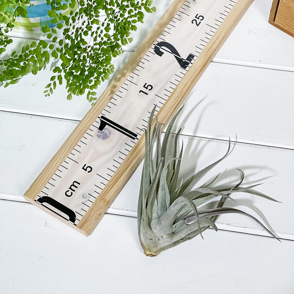 PLANCHU エアプランツ ティランジア ハリシー Lサイズ 1株 W12×H12cm前後 育て方説明書付き Tillandsia harrisii エアープランツ チランジア