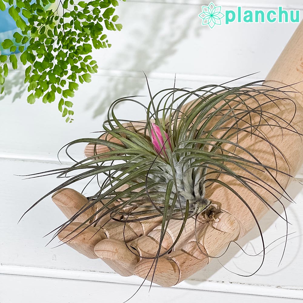 PLANCHU エアプランツ ティランジア ストリクタ Mサイズ 1株 W10×H10cm前後 育て方説明書付き Tillandsia stricta エアープランツ チランジア